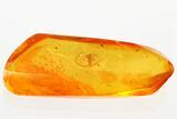 Detailed Fossil Dustywing (Coniopterygidae) In Baltic Amber #372471-1